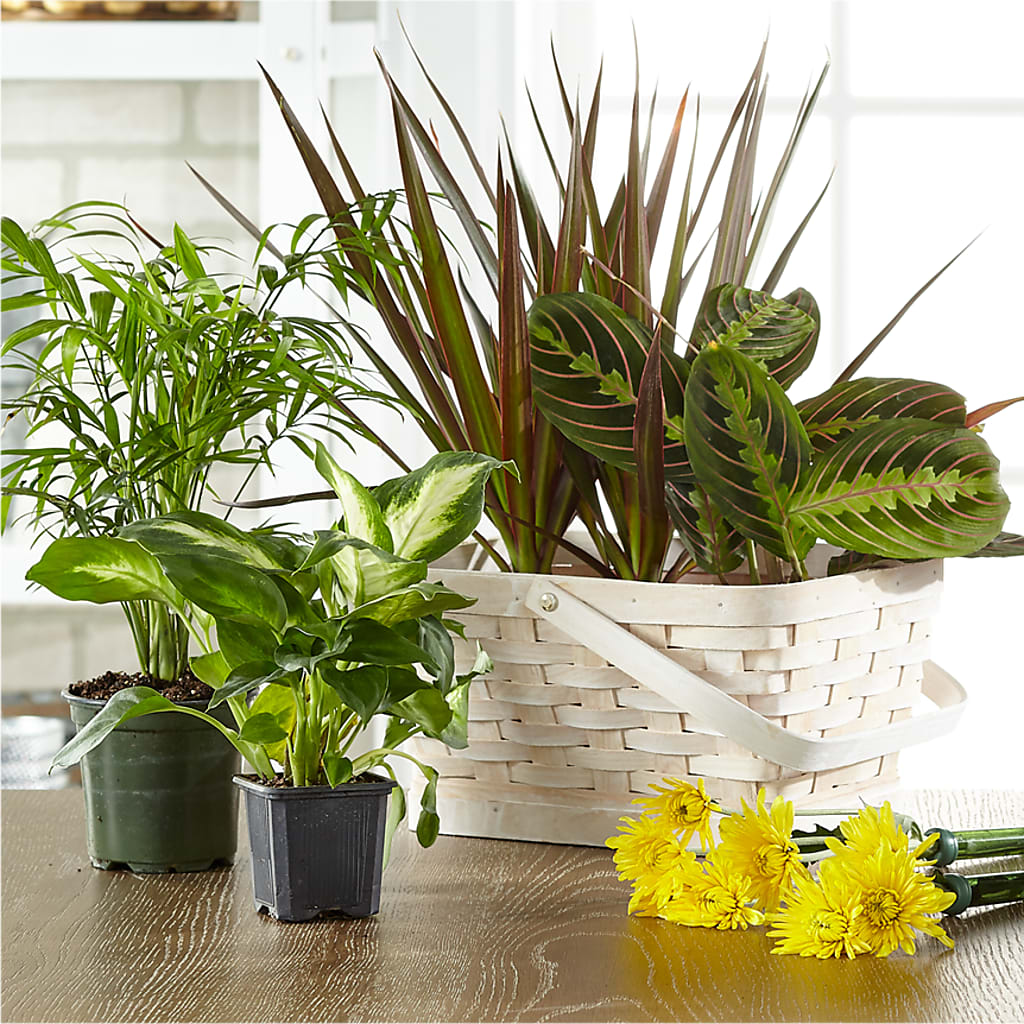 Florist Designed Blooming and Green Plants in a Basket – BRICK HOUSE FLORIST & GIFTS, Staunton IL