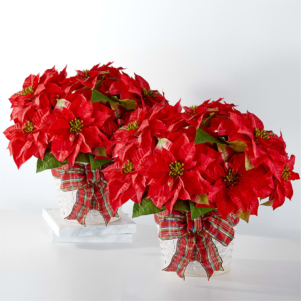 Happiest Holidays Poinsettia Bundle – BRICK HOUSE FLORIST & GIFTS, Staunton IL