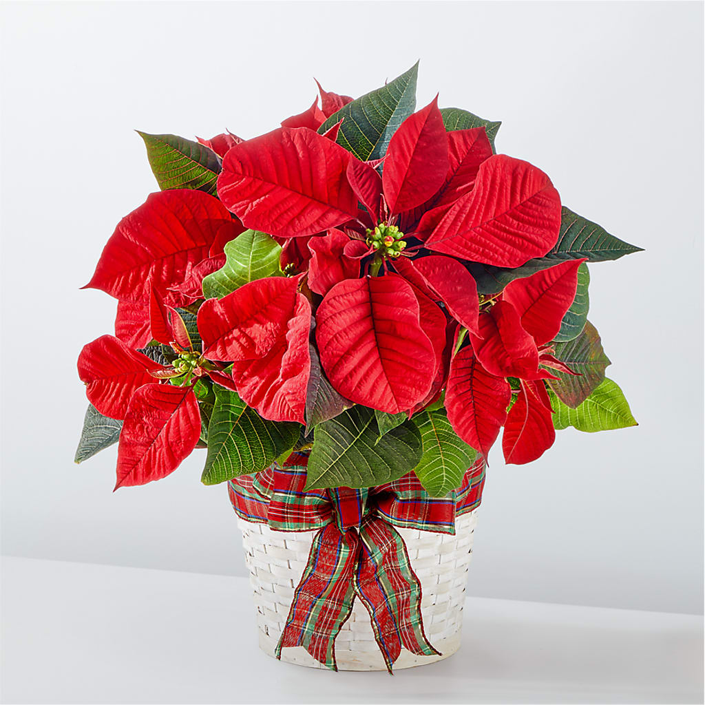 Happiest Holidays Poinsettia – BRICK HOUSE FLORIST & GIFTS, Staunton IL