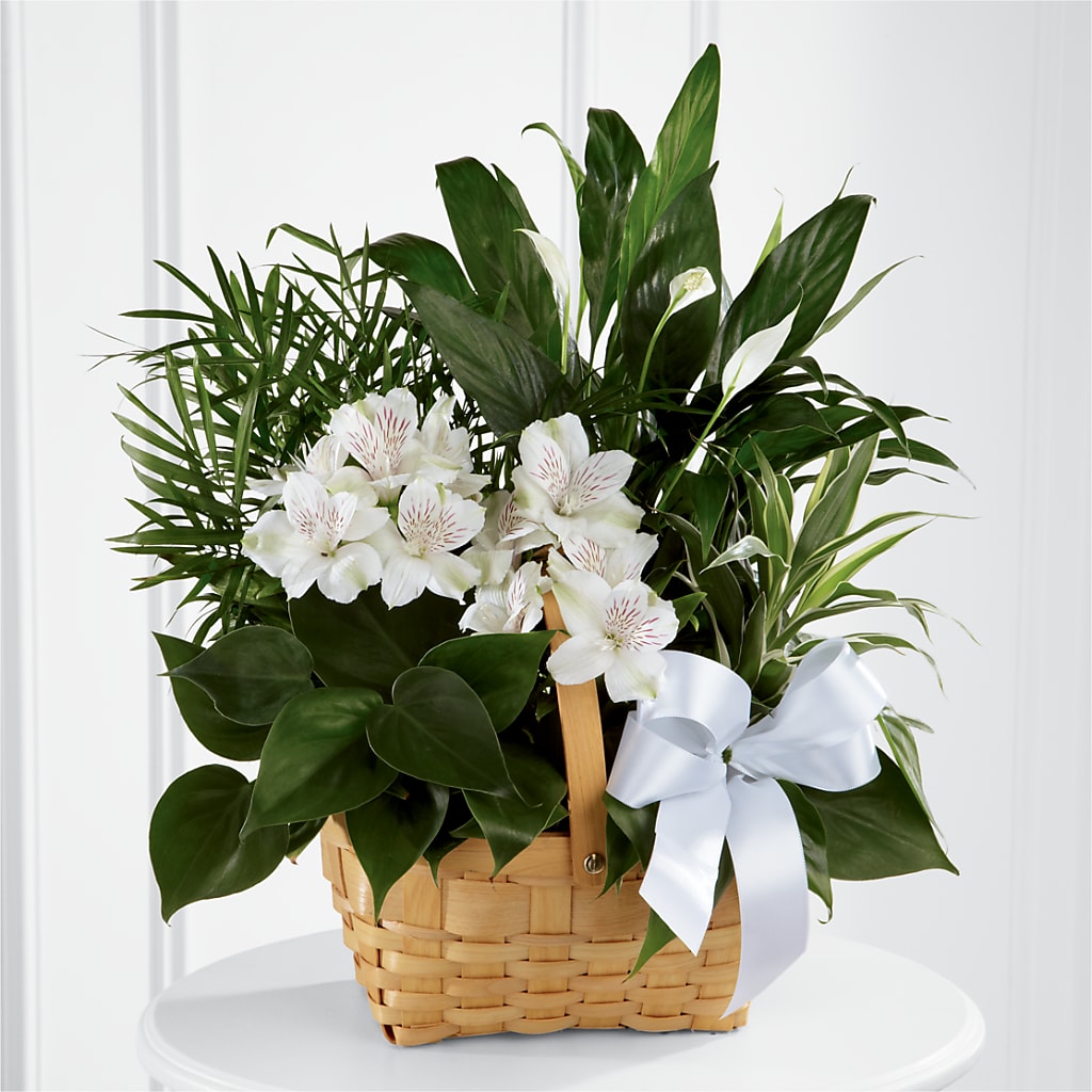 Peace & Serenity Dishgarden – BRICK HOUSE FLORIST & GIFTS, Staunton IL