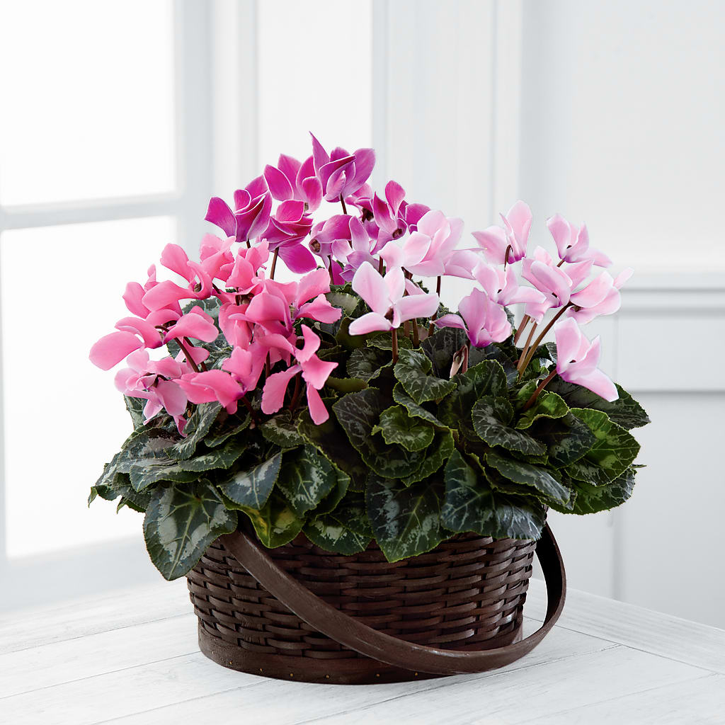 Mixed Cyclamen Planter – BRICK HOUSE FLORIST & GIFTS, Staunton IL