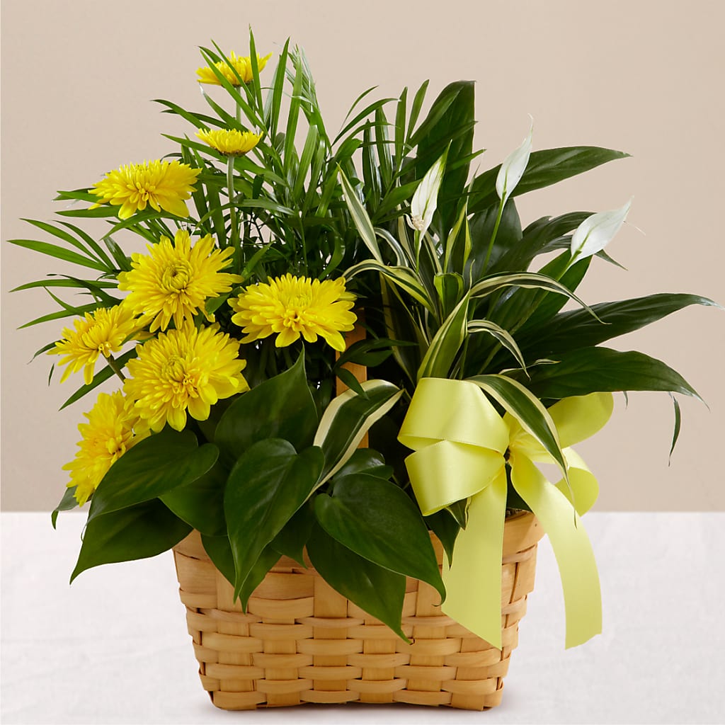 Loving Light Dishgarden – BRICK HOUSE FLORIST & GIFTS, Staunton IL