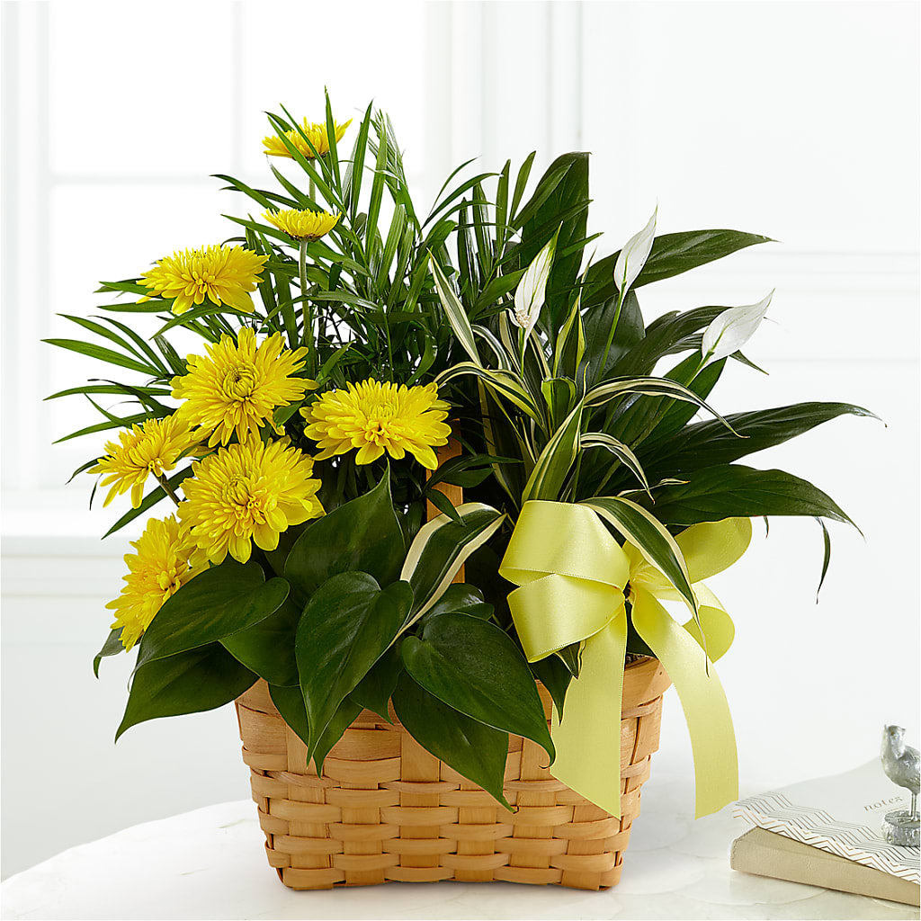 Loving Light Dishgarden – BRICK HOUSE FLORIST & GIFTS, Staunton IL