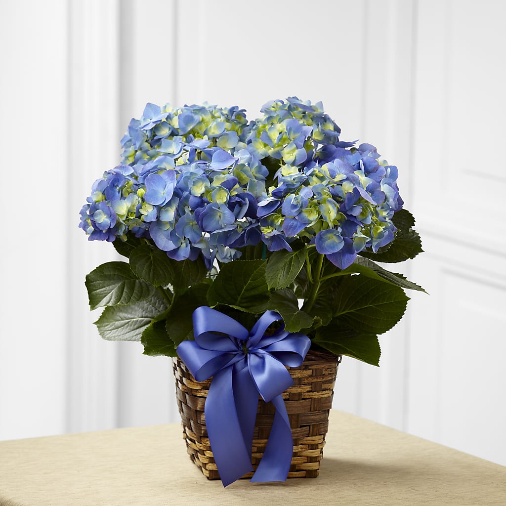 Blue Hydrangea Planter – BRICK HOUSE FLORIST & GIFTS, Staunton IL