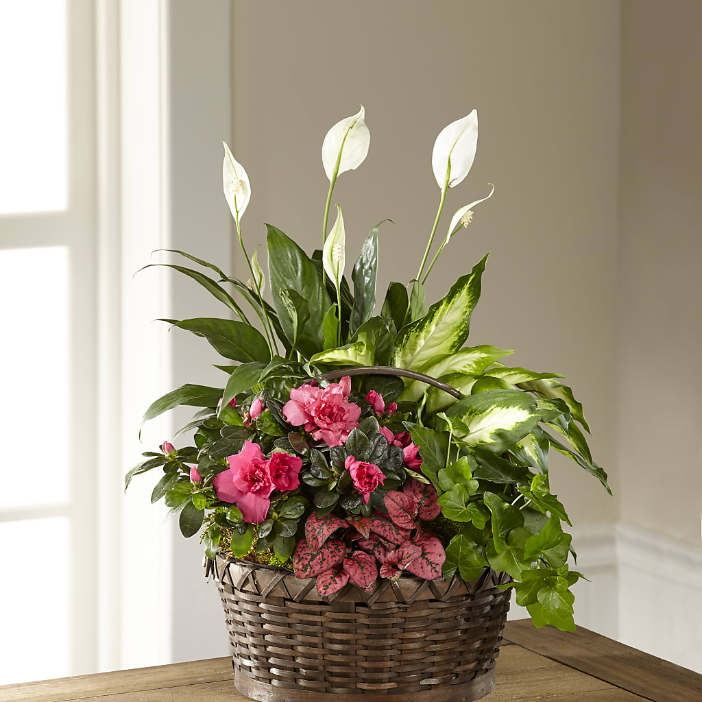 Dream in Pink Dishgarden – BRICK HOUSE FLORIST & GIFTS, Staunton IL