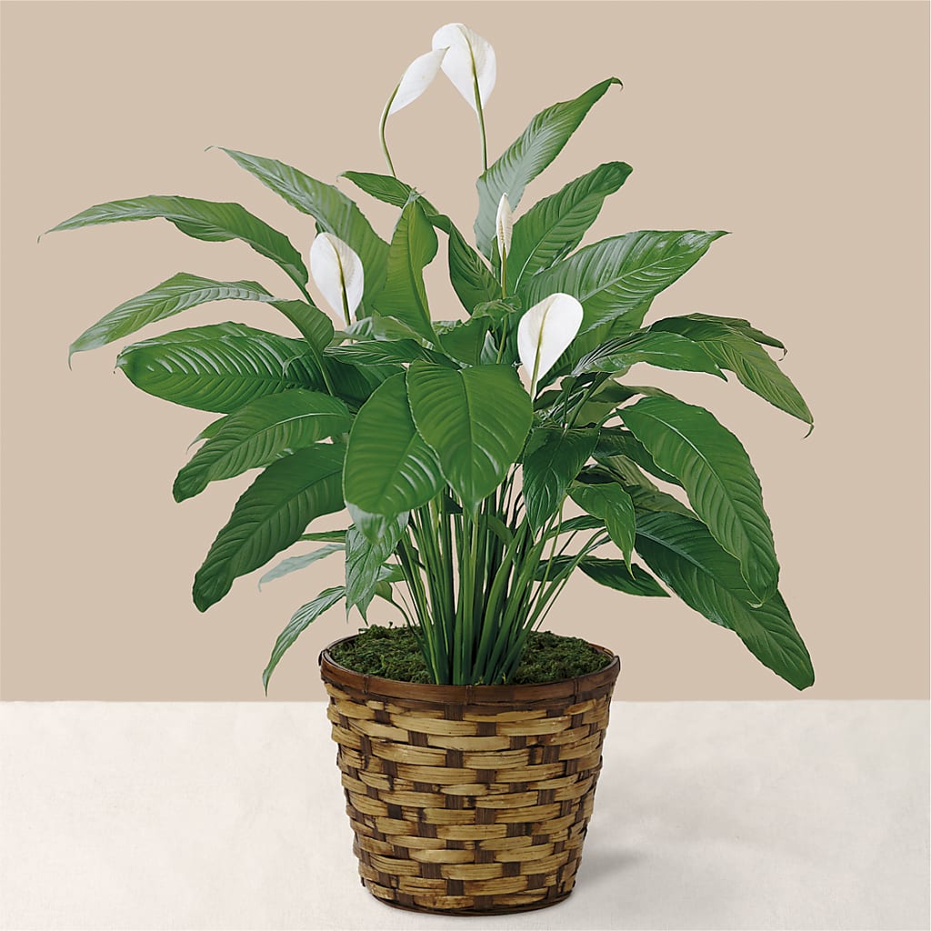 Tranquil Moments Peace Lily Plant – BRICK HOUSE FLORIST & GIFTS, Staunton IL