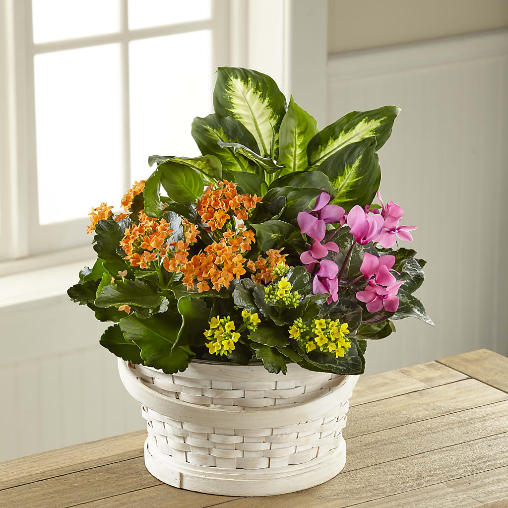 Color Crush Dishgarden – BRICK HOUSE FLORIST & GIFTS, Staunton IL