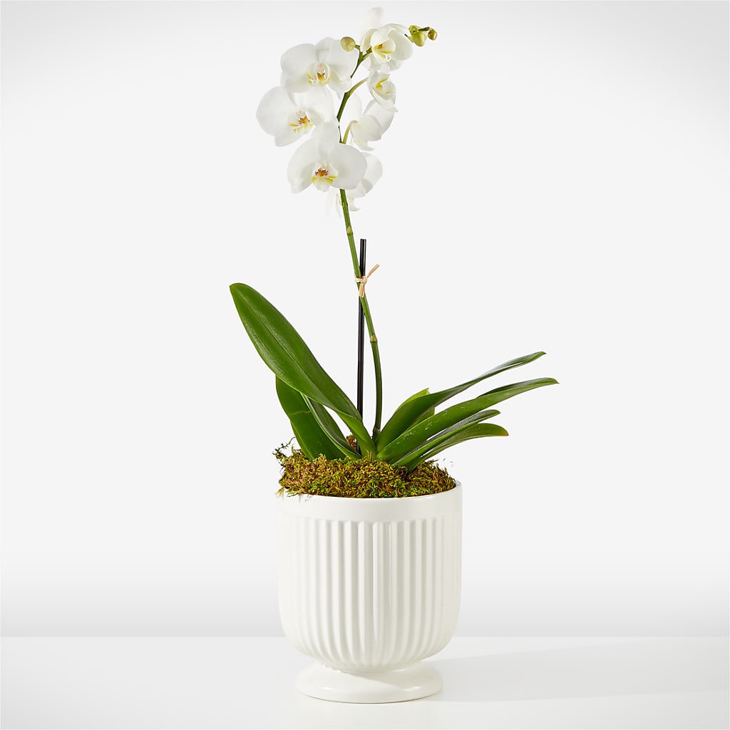 Whispering White Orchid – BRICK HOUSE FLORIST & GIFTS, Staunton IL