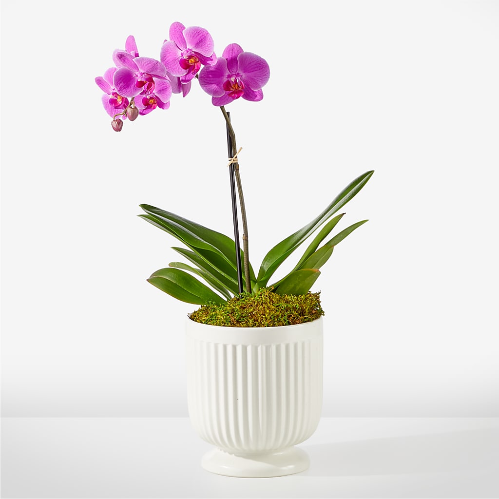 Friendly Fuchsia Orchid – BRICK HOUSE FLORIST & GIFTS, Staunton IL