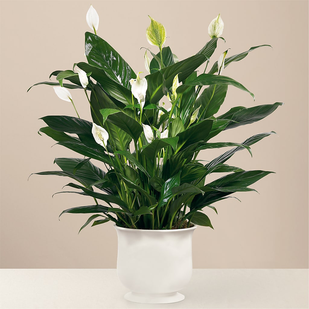 Comfort Planter – BRICK HOUSE FLORIST & GIFTS, Staunton IL