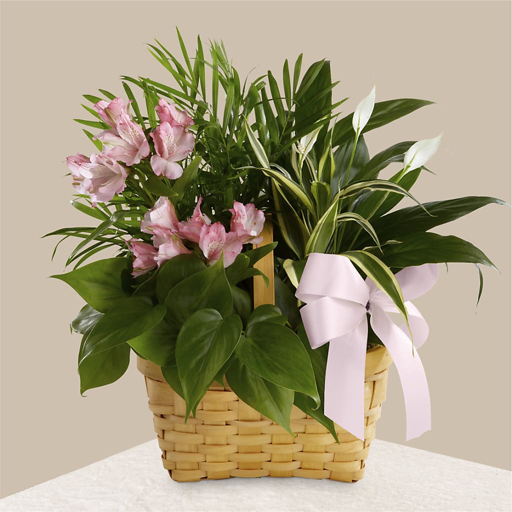 Living Spirit Dishgarden – BRICK HOUSE FLORIST & GIFTS, Staunton IL