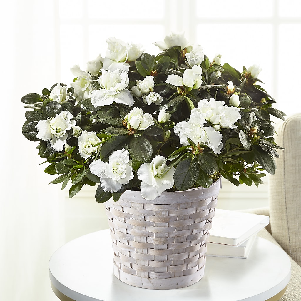 White Azalea Plant – BRICK HOUSE FLORIST & GIFTS, Staunton IL