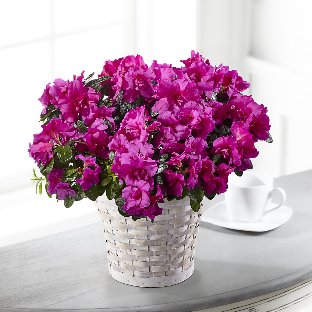 Hope & Serenity Azalea Plant – BRICK HOUSE FLORIST & GIFTS, Staunton IL