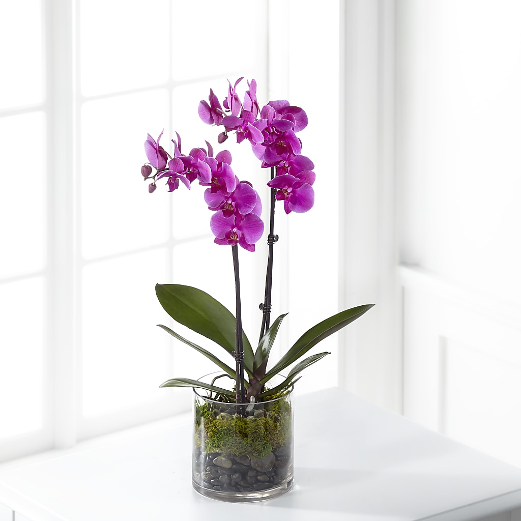Pink Orchid Plant – BRICK HOUSE FLORIST & GIFTS, Staunton IL