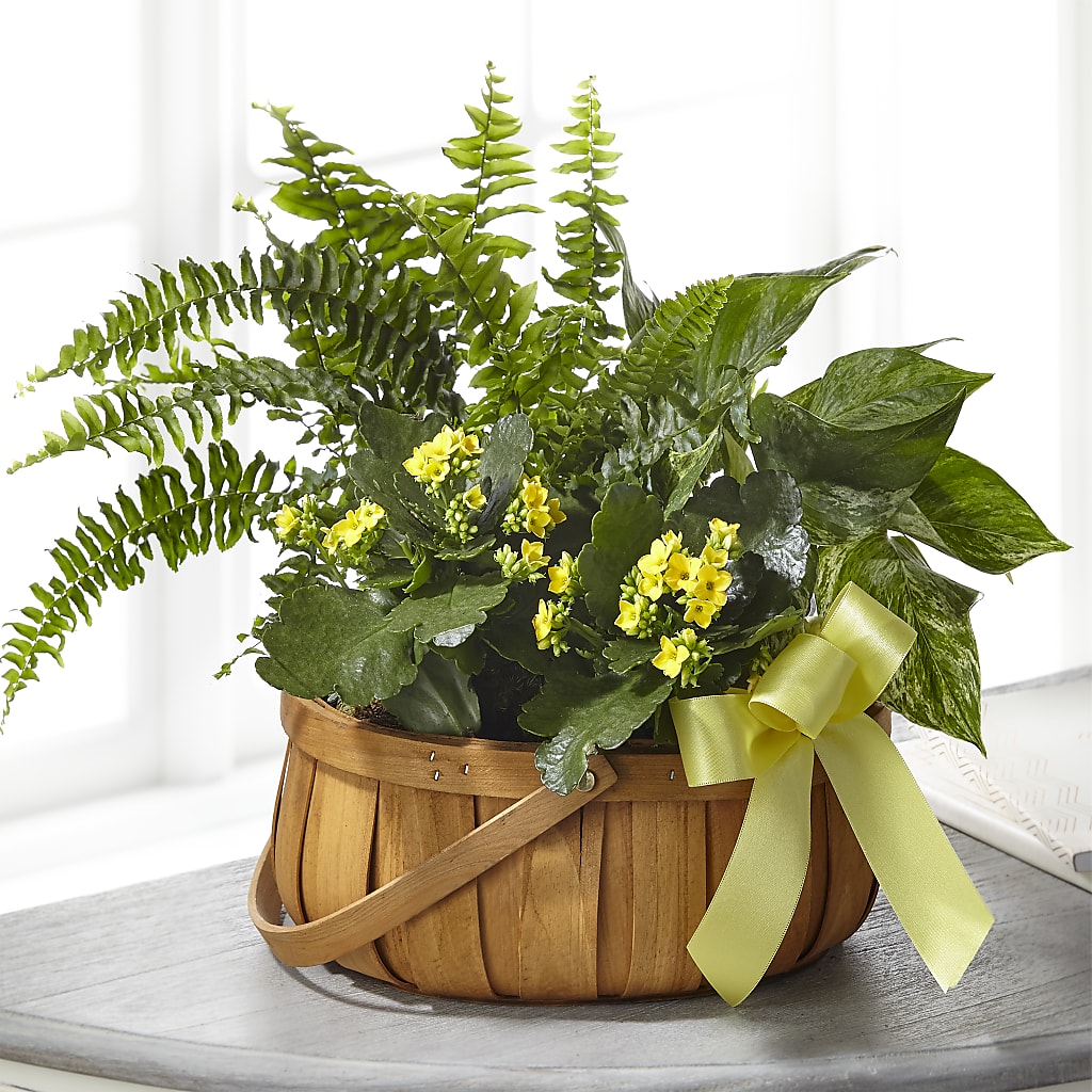 Always Dear Dishgarden – BRICK HOUSE FLORIST & GIFTS, Staunton IL