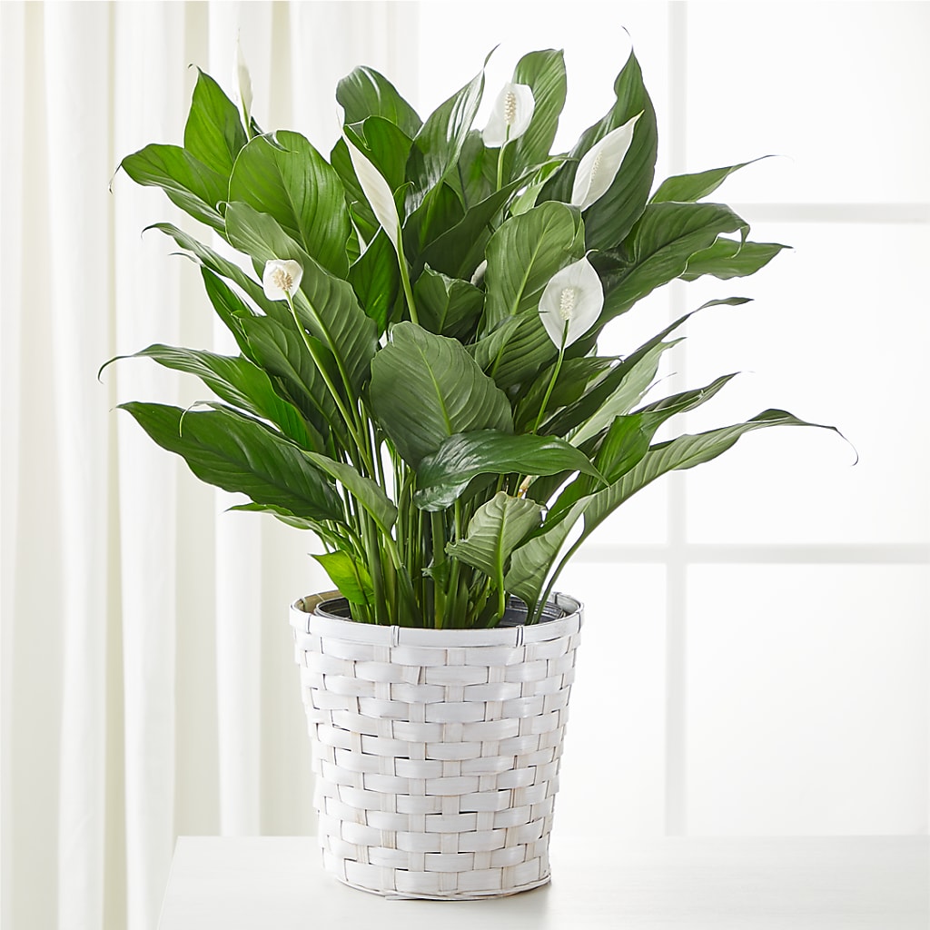 A New Leaf Peace Lily – BRICK HOUSE FLORIST & GIFTS, Staunton IL