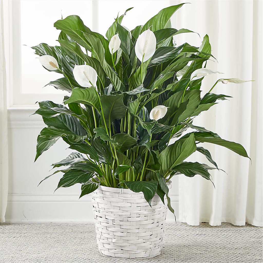 A New Leaf Peace Lily – BRICK HOUSE FLORIST & GIFTS, Staunton IL
