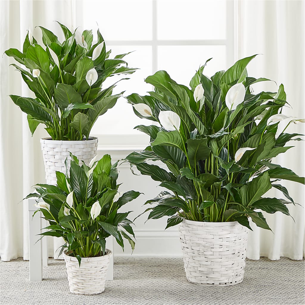 A New Leaf Peace Lily – BRICK HOUSE FLORIST & GIFTS, Staunton IL