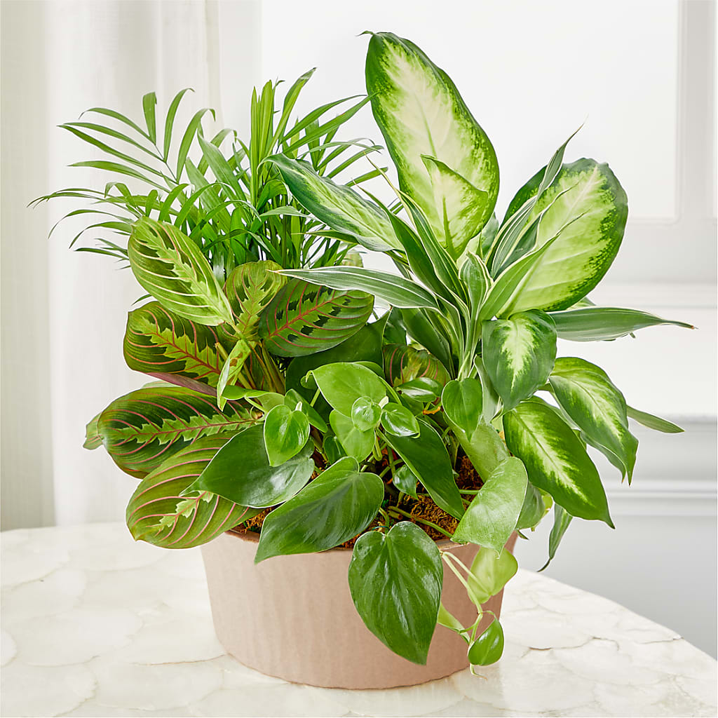 Balance & Harmony Dishgarden – BRICK HOUSE FLORIST & GIFTS, Staunton IL