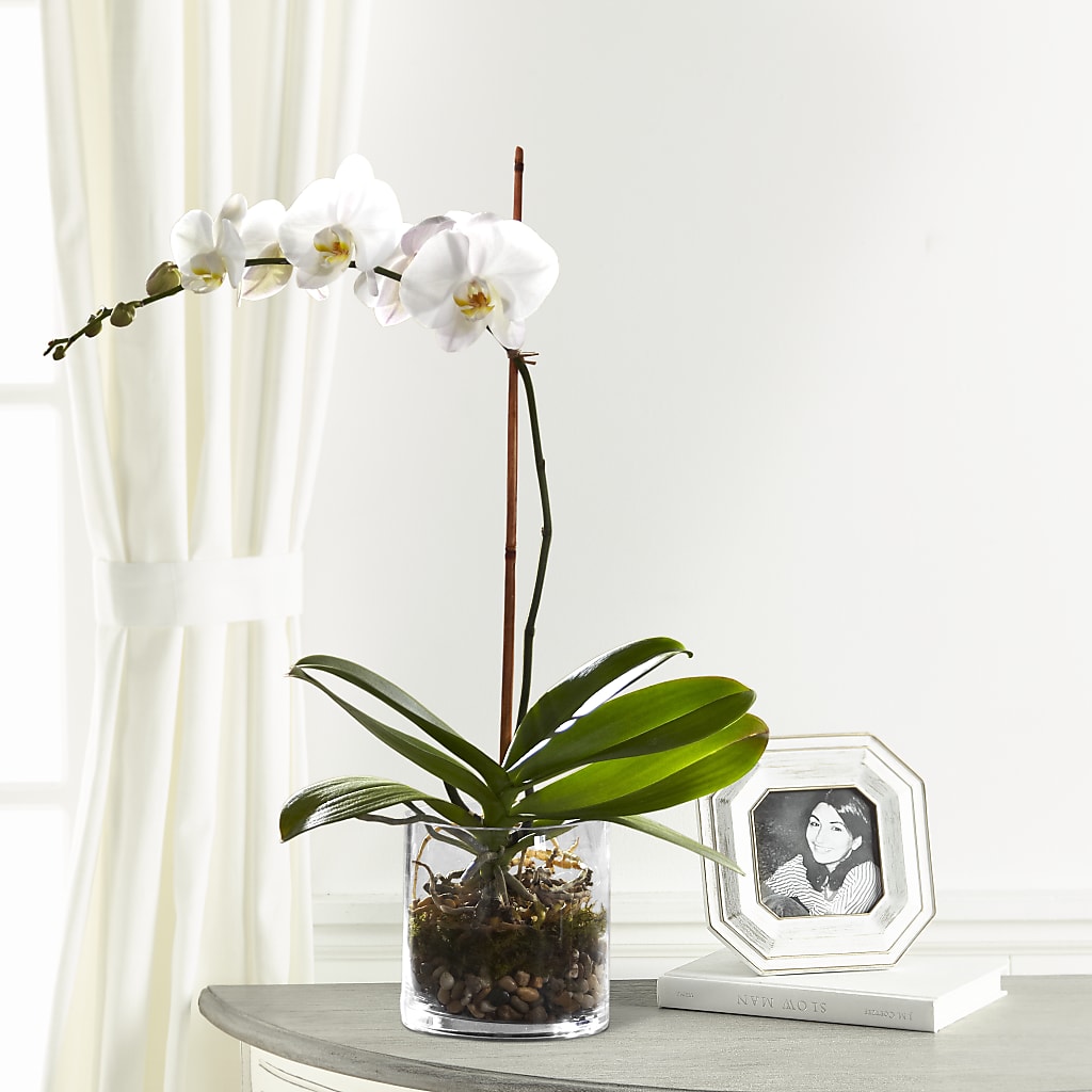 White Orchid Planter – BRICK HOUSE FLORIST & GIFTS, Staunton IL