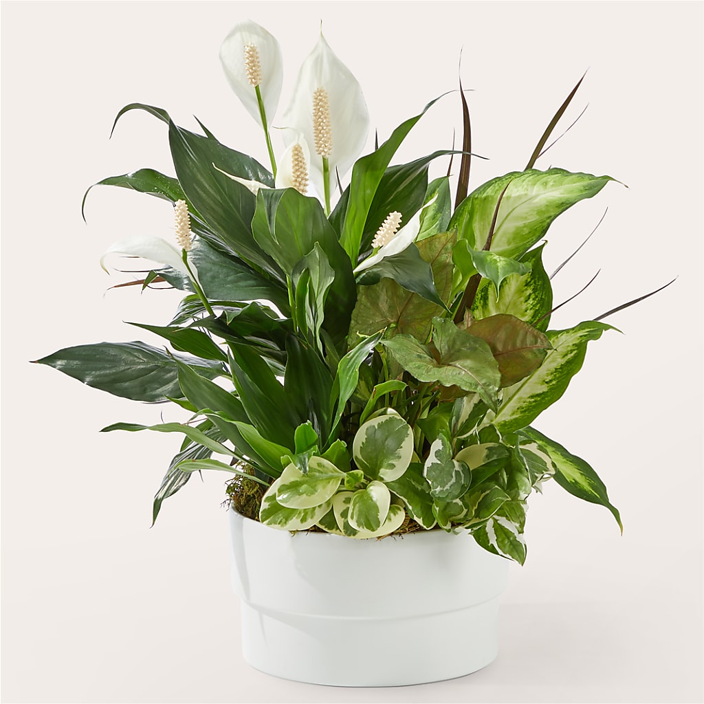 Radiating Positivity Dishgarden – BRICK HOUSE FLORIST & GIFTS, Staunton IL