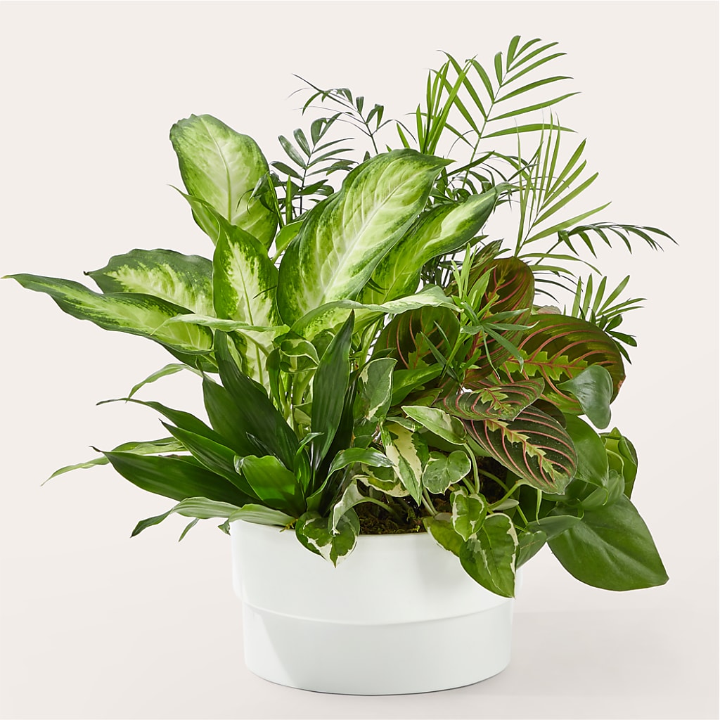 Radiating Positivity Dishgarden – BRICK HOUSE FLORIST & GIFTS, Staunton IL
