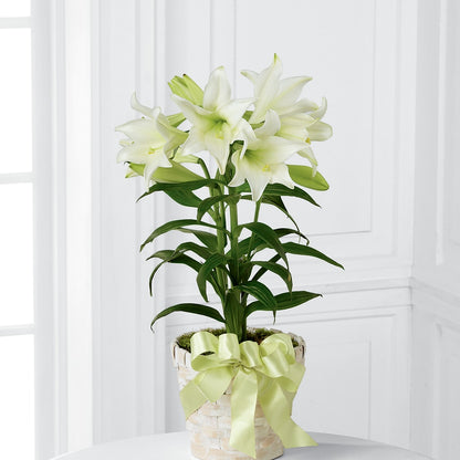 Easter Lily Plant – BRICK HOUSE FLORIST & GIFTS, Staunton IL