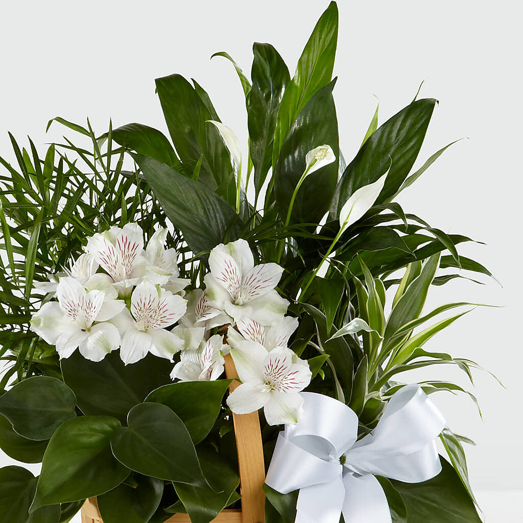 Peace & Serenity Dishgarden – BRICK HOUSE FLORIST & GIFTS, Staunton IL