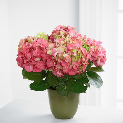 Pink Hydrangea Planter – BRICK HOUSE FLORIST & GIFTS, Staunton IL