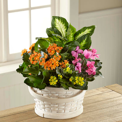 Color Crush Dishgarden – BRICK HOUSE FLORIST & GIFTS, Staunton IL
