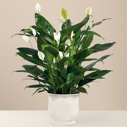 Comfort Planter – BRICK HOUSE FLORIST & GIFTS, Staunton IL