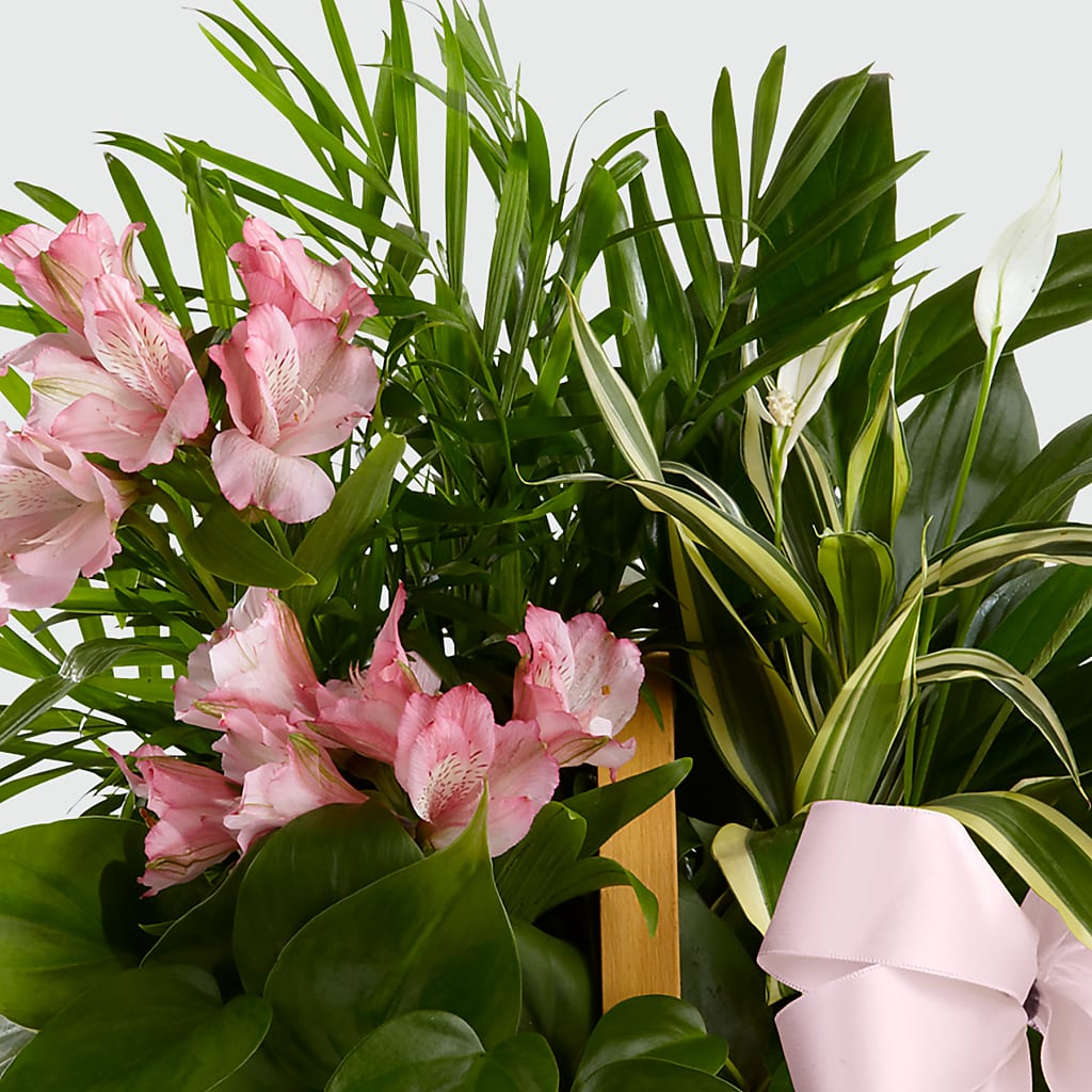 Living Spirit Dishgarden – BRICK HOUSE FLORIST & GIFTS, Staunton IL