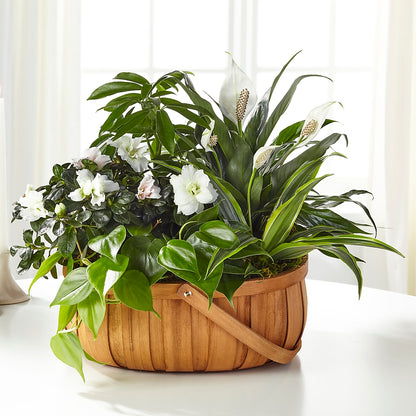 Serene Dishgarden – BRICK HOUSE FLORIST & GIFTS, Staunton IL