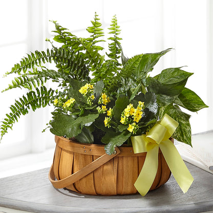 Always Dear Dishgarden – BRICK HOUSE FLORIST & GIFTS, Staunton IL