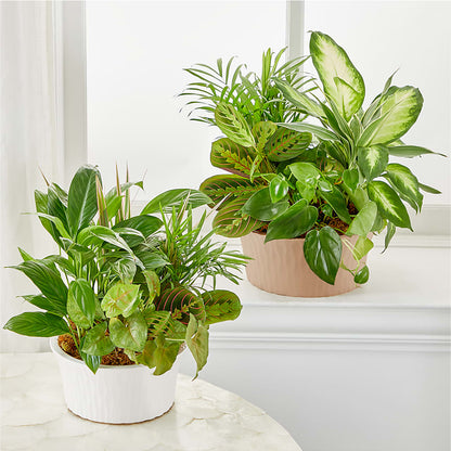 Balance & Harmony Dishgarden – BRICK HOUSE FLORIST & GIFTS, Staunton IL