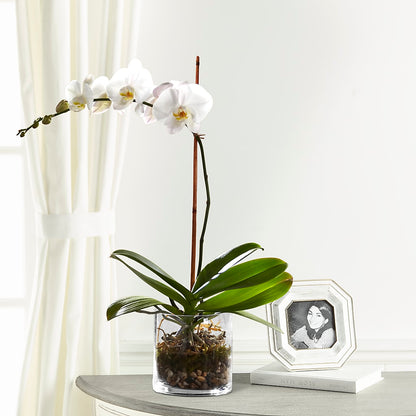 White Orchid Planter – BRICK HOUSE FLORIST & GIFTS, Staunton IL